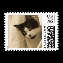 Black and White Cat Postage Stamps stamps