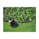 Black and White Cat postcards by quetzal323 Black and White Cat postcards