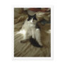 Black and White Cat Postcard