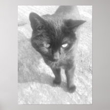 Black and white cat posters