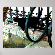 Black and White Cat Poster