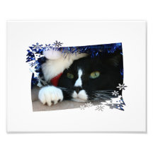 Black and white cat , santa hat, tinsel and a paw photo print