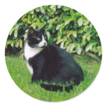 Black and White Cat stickers