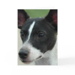 Black and White Chihuahua Greeting Card