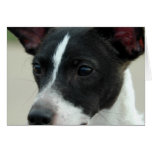 Black and White Chihuahua Greeting Card