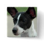 Black and White Chihuahua Square Pin