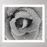 Black And White Closeup Rose With Morning Due posters