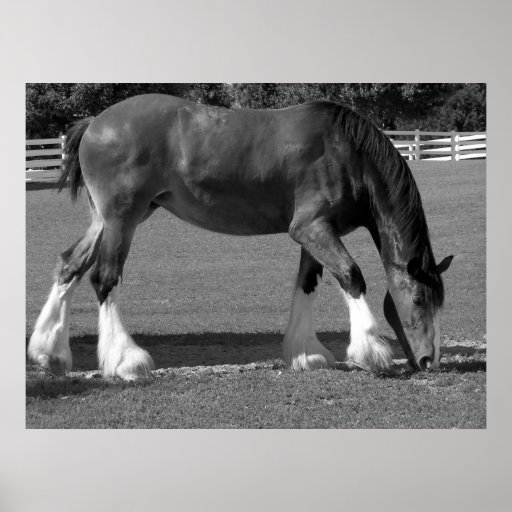 Black and White Clydesdale Poster Zazzle