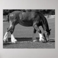 Black and White Clydesdale Posters