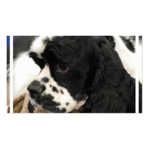 Black and White Cocker Spaniel Business Cards (back side)