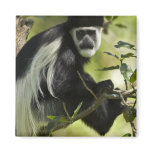 Black and White Colobus Monkey, Colobus 2 Refrigerator Magnet