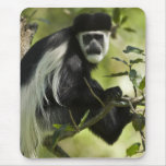 Black and White Colobus Monkey, Colobus 2 Mousepads