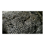 Black and White Coral Abstract Photography Print