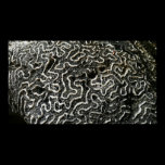 Black and White Coral Abstract Photography Print
