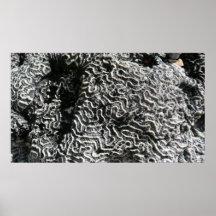Black and White Coral Abstract Photography Print