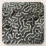 Black and White Coral II Abstract Nature Photo Beverage Coaster