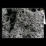 Black and White Coral Nature Photography Note Card