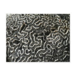 Black and White Coral Nature Postcard