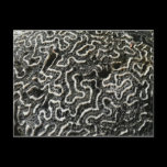 Black and White Coral Nature Postcard