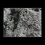 Black and White Coral Nature Postcard