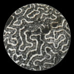 Black and White Coral Nature Sticker
