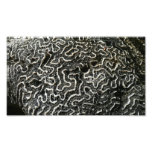 Black and White Coral Photo Print