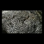Black and White Coral Photo Print