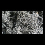 Black and White Coral Photo Print