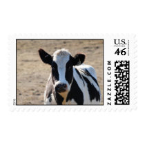 Black and white cow postage