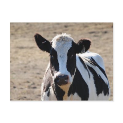 Black and white cow postcards by NVigeant