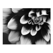 Black and White Dahlia Blossom Postcard