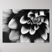 Black and White Dahlia Blossom Poster