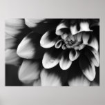 Black and White Dahlia Blossom Poster