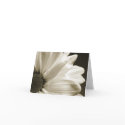 Black and White Daisy Notecard by WanderLinArts Black and White Daisy Notecard