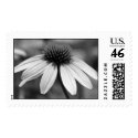 black and white daisy postage by rogerscj black and white daisy postage