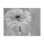 Black and White Daisy