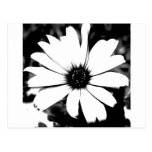 Black and White Daisy Postcard