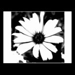 Black and White Daisy postcards