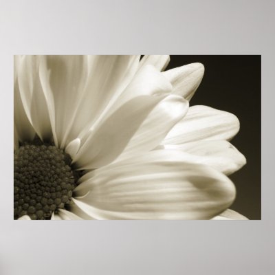 Black and White Daisy Poster by WanderLinArts