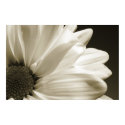 Black and White Daisy posters