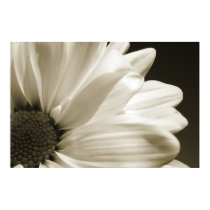 Black and White Daisy Poster