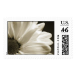 Black and White Daisy Stamp
