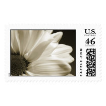 Black and White Daisy Stamp