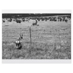 black and white deer letterhead
