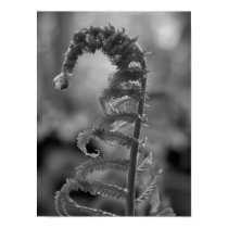 Black and White Dew Drop Fern posters