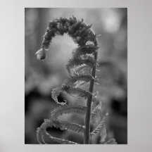 Black and White Dew Drop Fern Print