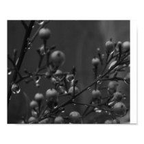 Black and White dew drops posters