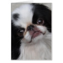 black and white dog cards