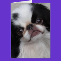 black and white dog cards