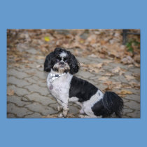 Black and white dog photography